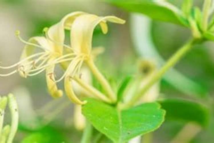 金银花用复合肥可以吗