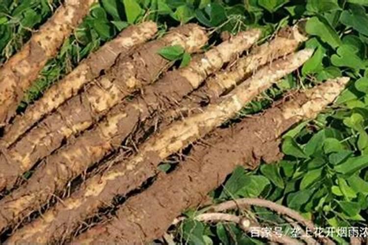 中科科技传销讲述有水不能浇花“3种”浇一盆死一盆,新手要记住百度知 ...