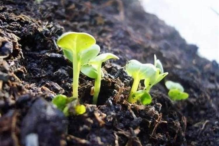 鸡蛋壳做肥料的用途解析:究竟是磷肥还是钾肥？