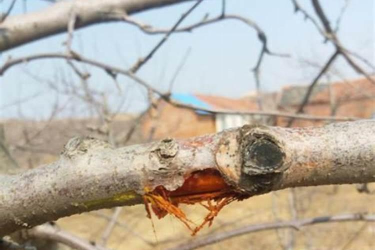 果树花后喷第一遍药的最佳时机!