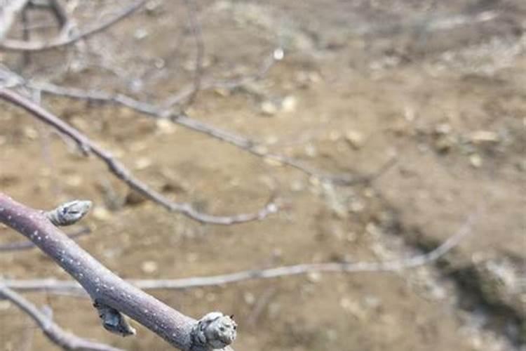 蔗糖使用硼肥会怎么样？