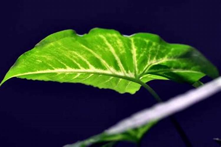 绿萝施肥方法,最好施加氮肥为主的肥料