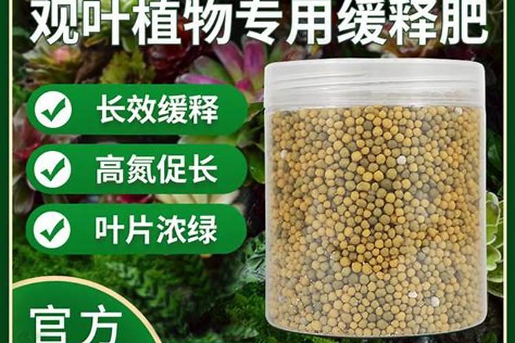 绿萝如何用黄豆水养护长势飞快