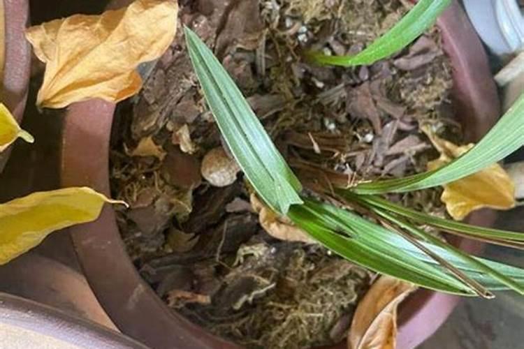 兰花喷叶面肥和浇水需要注意些什么