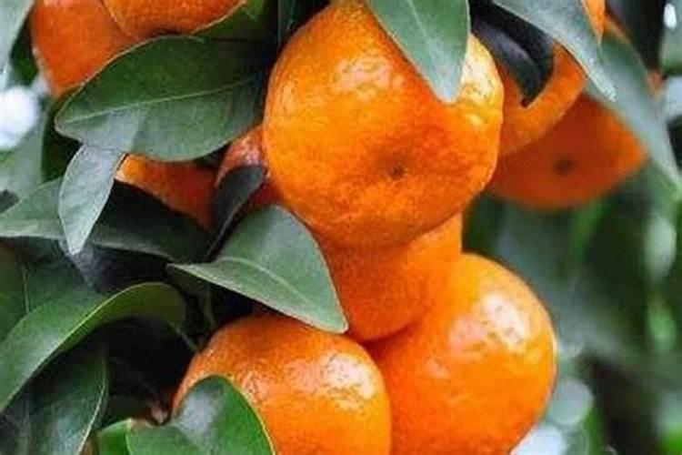 请问砂糖橘在8.9月份施什么肥料果质专色快呢？