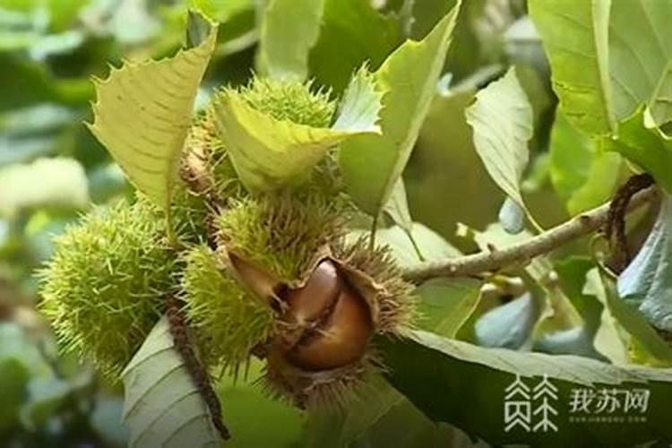 板栗树除草多功能肥料有什么样的配方和使用技术及注意事项有哪些？