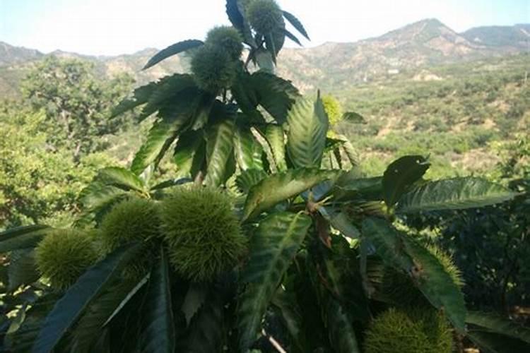 怎样确定板栗的施肥量