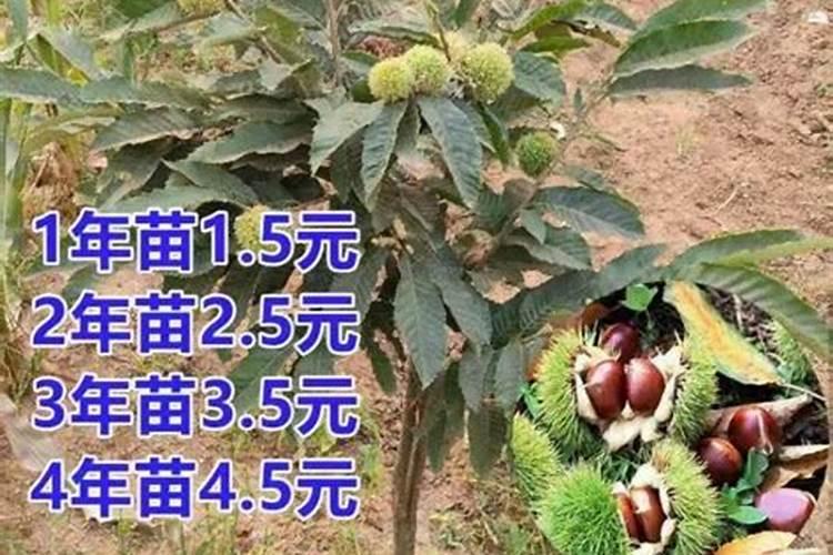 板栗要高产应该施什么肥料？