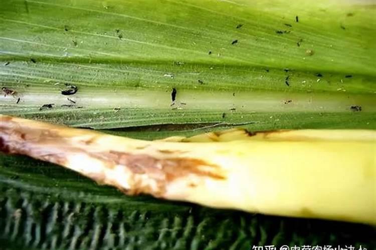 豆角蓟马害虫,用什药好？可否混合叶面肥或抑菌剂时喷施？谢