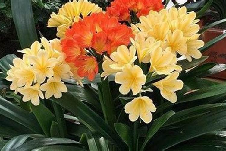 君子兰花谢后怎么施肥