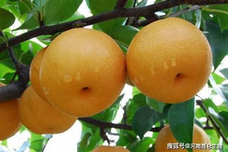 梨树施肥时间梨树什么时间施肥？