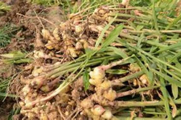 生姜用什么肥料做底肥最佳