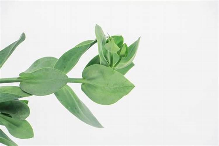 如何才能知道月季缺肥？