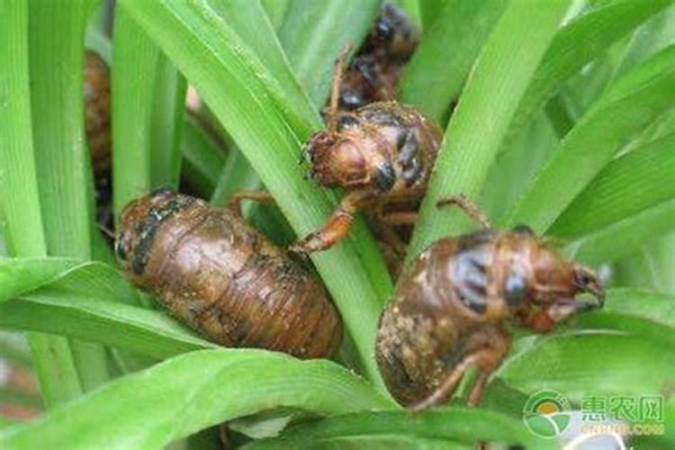 炒莴笋醋放多了是不是容易馊