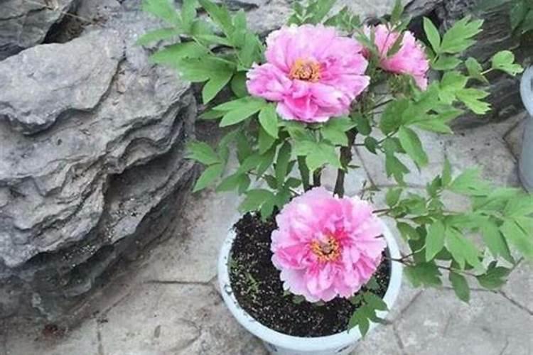 牡丹花种植有方法,这几种技巧花农要看看,花量惊人!