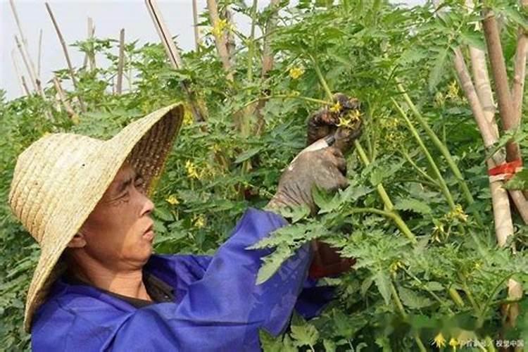 番茄在开花的这个阶段用啥叶面肥好呢？