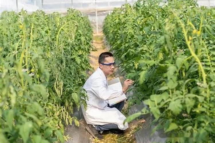 番茄授粉加什么叶面肥和调节剂？