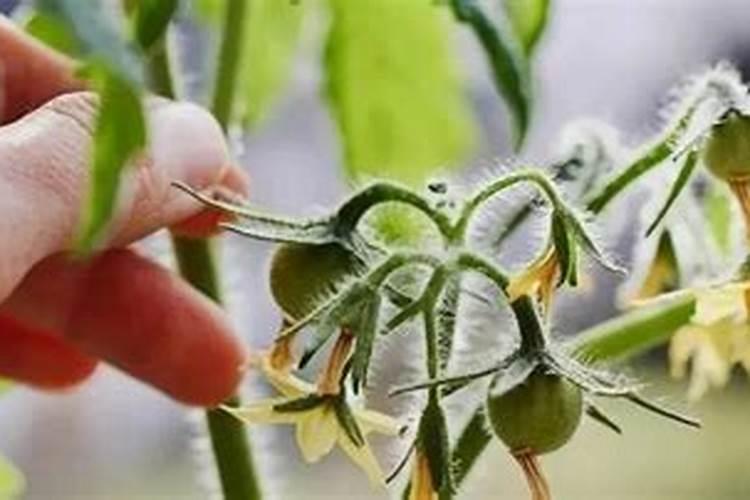 番茄开花期用哪类叶面肥能助力生长？