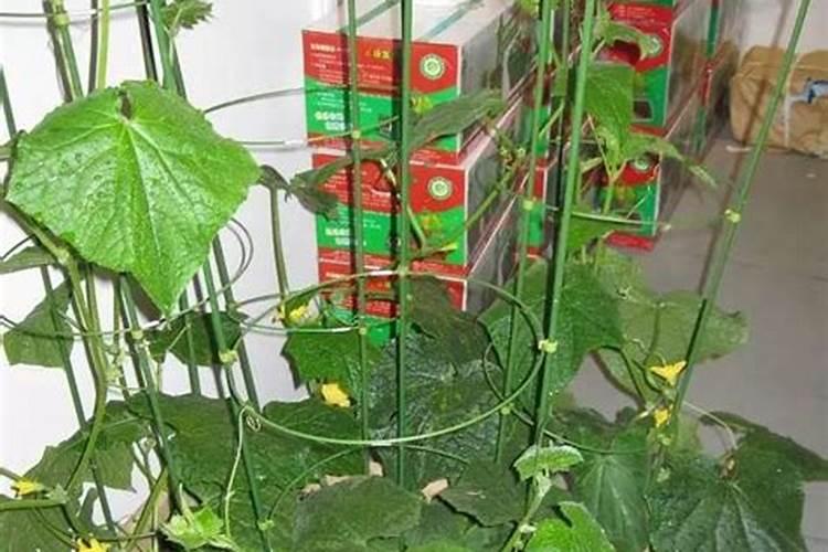 黄瓜座果期打什么叶面肥长的快？黄瓜保花保果使用的肥料？