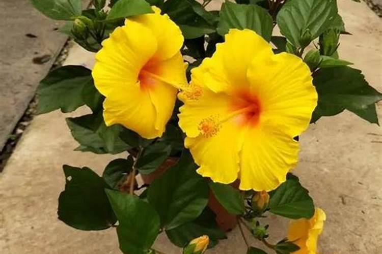 朱槿开花后怎么养 朱槿开花后如何养