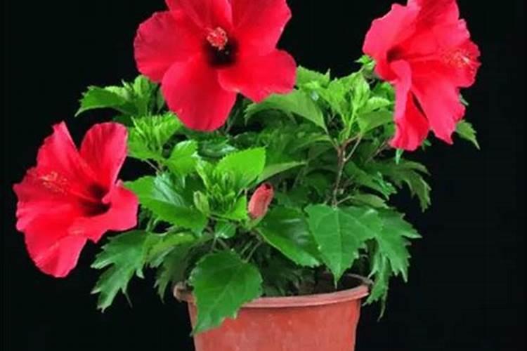 朱槿花怎么养才能开花