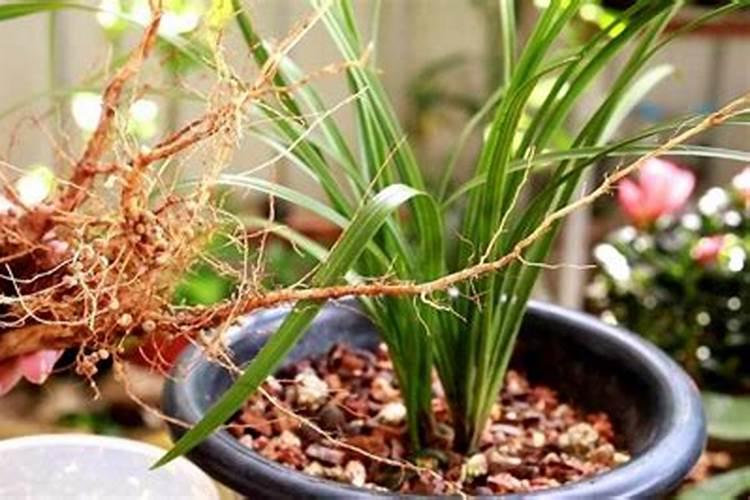 兰花如何施氮肥