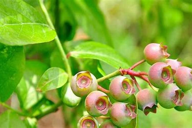 f6蓝莓转色持续时间长是不是果实就更大？