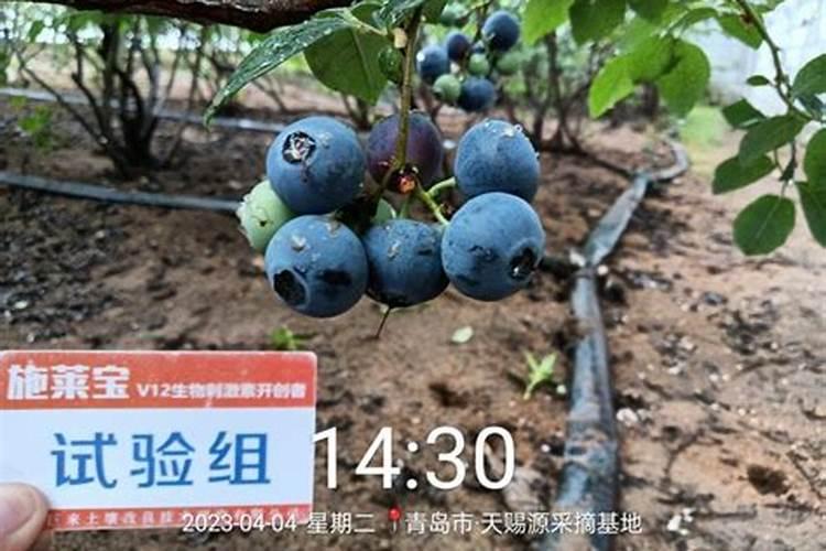 北方蓝莓小树叶面肥打到几月份结束