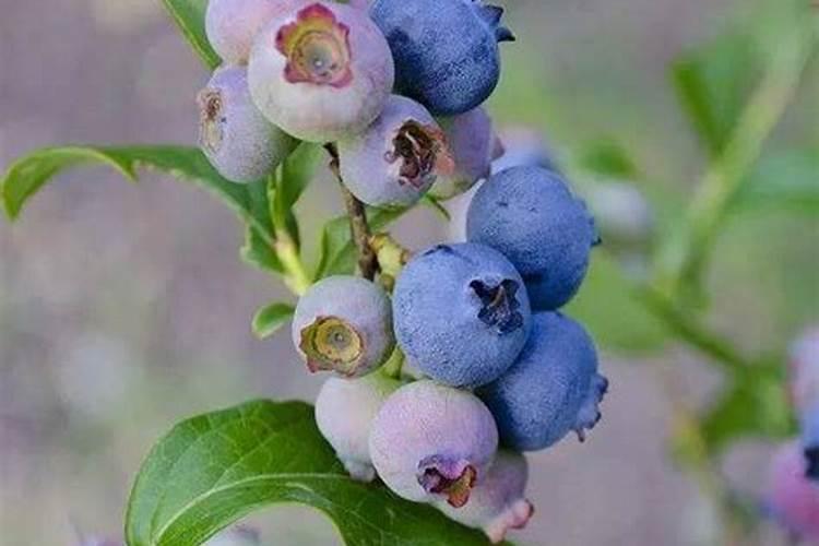 请问蓝莓用什么肥料最好