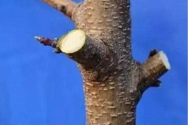 东北盆栽桃树怎么过冬？