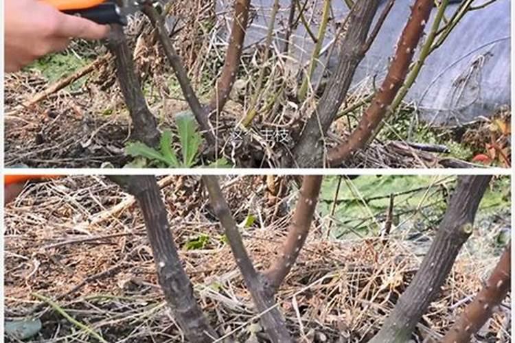 欧李钙果种植方法