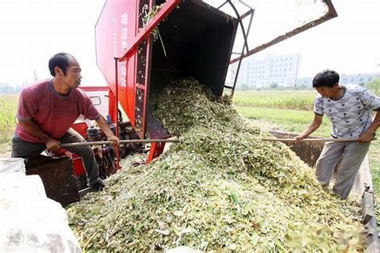 使用什么水溶性微量元素肥料能提高木瓜的产量？