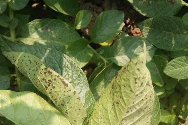 常见的氮肥、磷肥、钾肥、复合肥有哪些……