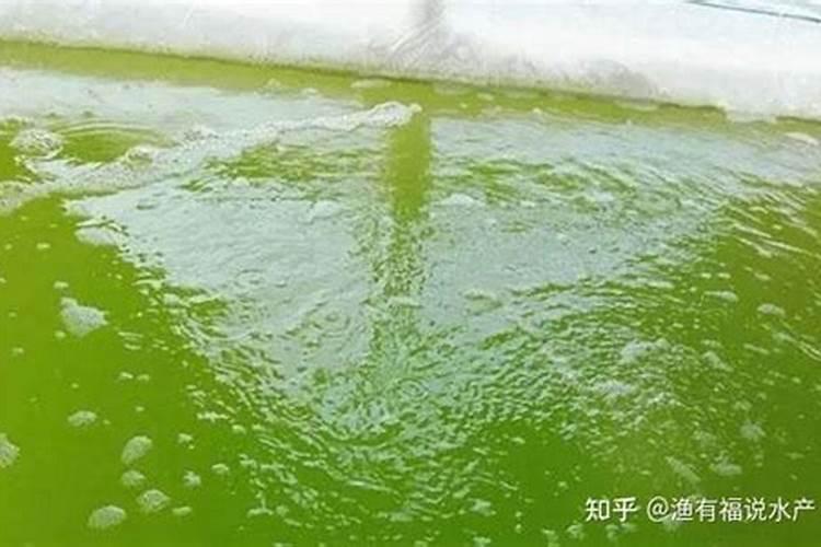 鱼塘可以先肥水再补藻吗