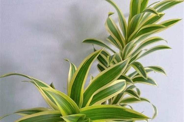 百合竹叶子发黄怎么办