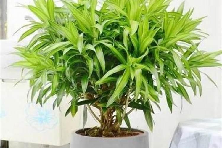 百合竹怎么修剪