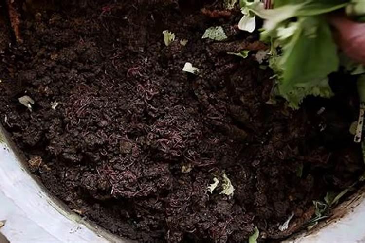 油菜叶面施肥时间及方法花卉百科