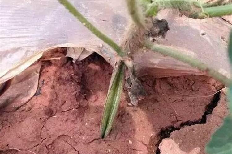瓜类蔬菜种植中出现生理障害是什么原因导致的？如何防治？
