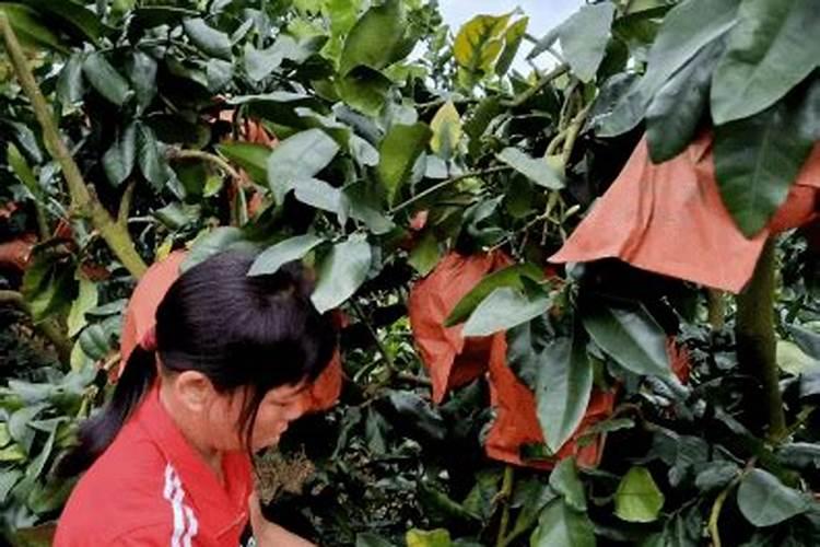 柚子施什么肥最甜,柚子树施什么肥比较好