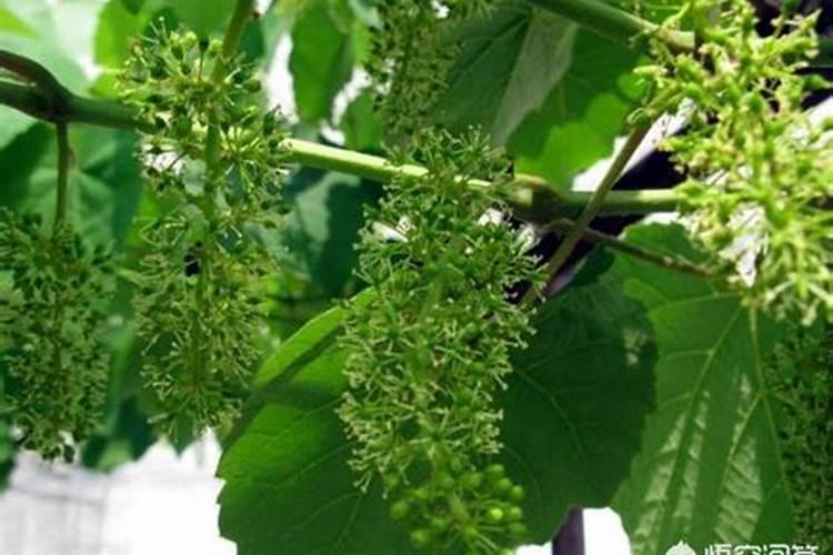 葡萄出芽后花芽退化怎么办