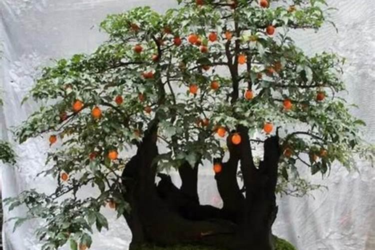 樱桃保花保果喷什么叶面肥结果多？樱桃膨果期用什么复合肥好？