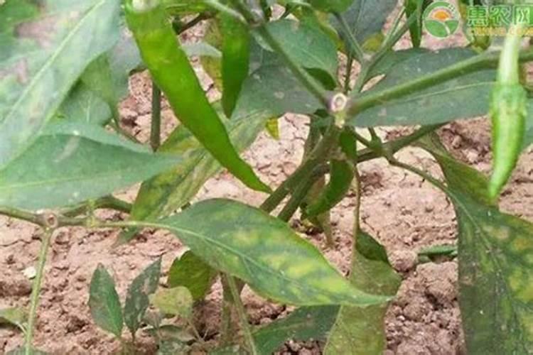 辣椒开花结果后施什么肥