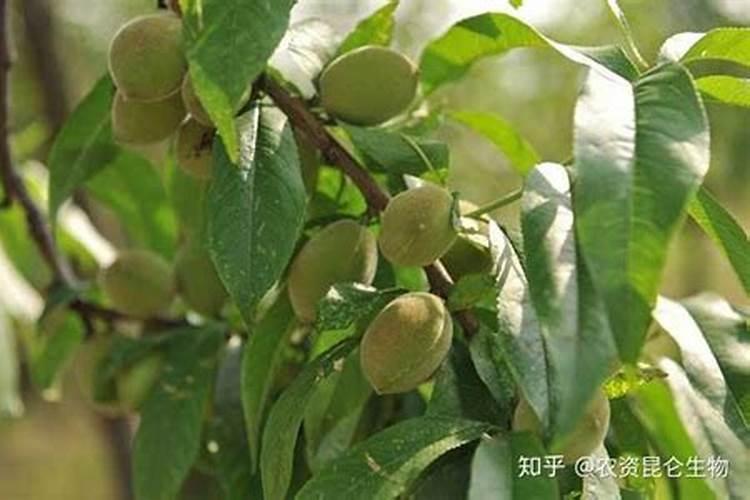 种小麦用二铵好还是复合肥好 小麦肥底肥选择