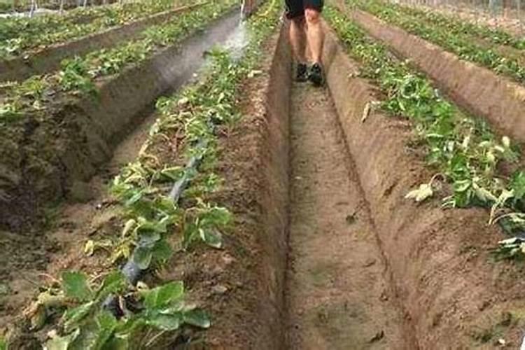 茄子需要大量元素水溶肥吗？