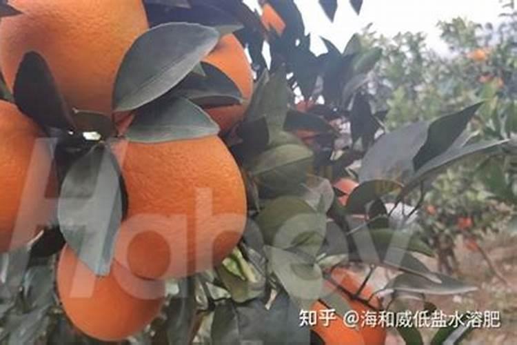 脐橙落叶怎么办