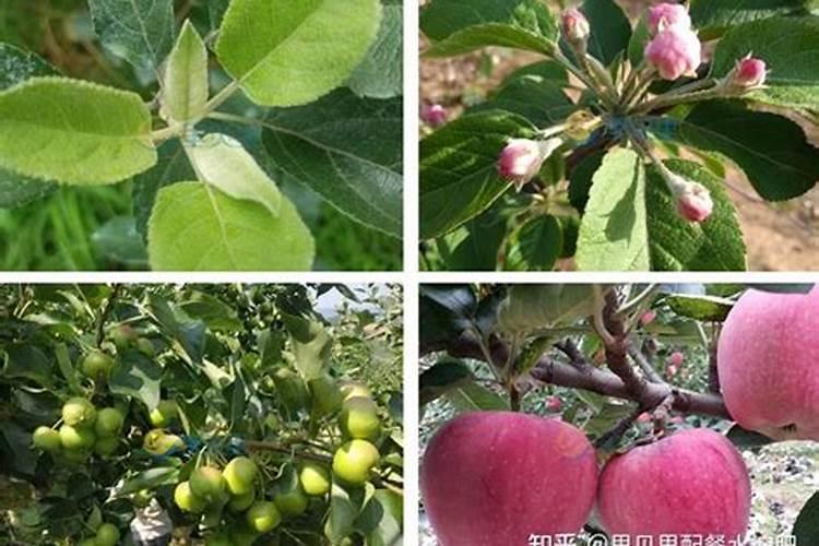 苹果树喷什么叶面肥好