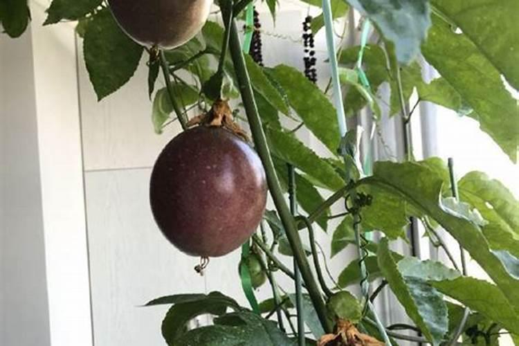 玉米吐穗期打啥叶面肥好