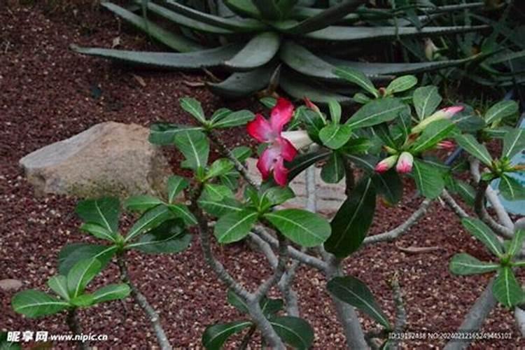 沙漠玫瑰叶子背面发红是什么原因