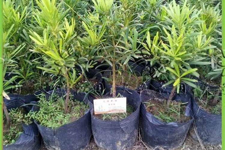 水稻施磷肥有什么作用