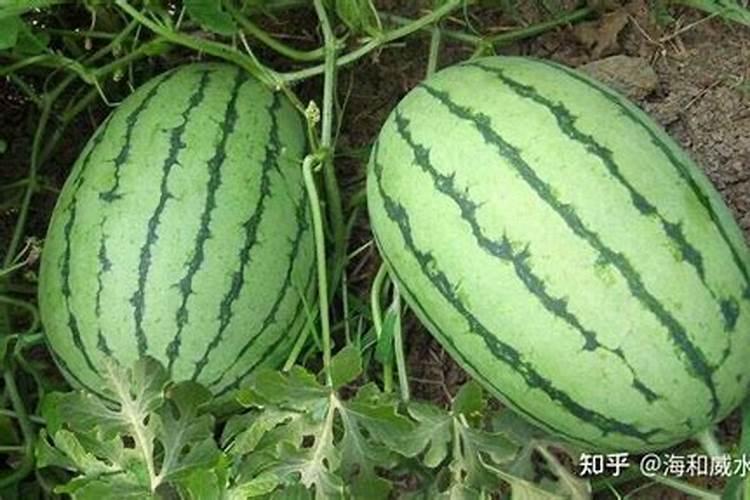 腐植酸有什么作用？腐植酸肥料的使用标准是什么？